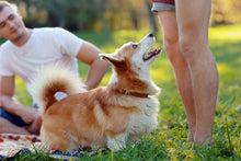 Load image into Gallery viewer, Learn to Listen: The Whole Dog Enrichment Program