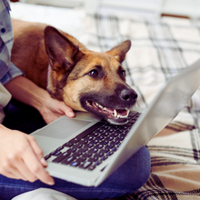 Load image into Gallery viewer, Business Support for Canine Professionals