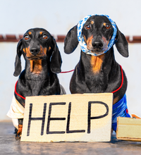 Load image into Gallery viewer, Expert Dog Behaviour Helpline ** NEW SERVICE **