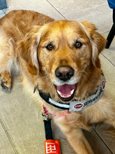 Load image into Gallery viewer, Chien d’assistance... Bonjour! ** NOUVEAU SERVICE **