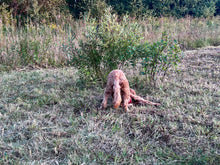 Load image into Gallery viewer, Decompression Walks Workshop