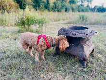 Load image into Gallery viewer, Decompression Walks Workshop