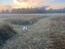 Load image into Gallery viewer, Decompression Walks Workshop