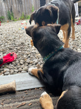 Load image into Gallery viewer, Learn to Listen: The Whole Dog Enrichment Program