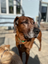 Load image into Gallery viewer, Learn to Listen: The Whole Dog Enrichment Program