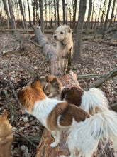 Load image into Gallery viewer, Learn to Listen: The Whole Dog Enrichment Program