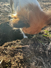 Load image into Gallery viewer, Learn to Listen: The Whole Dog Enrichment Program