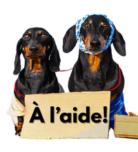 Load image into Gallery viewer, Service d’assistance virtuelle Experte en comportement canin   ** NOUVEAU SERVICE **