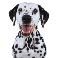 Load image into Gallery viewer, Becoming Their Best (For Adult Dogs)