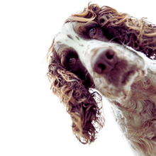 Load image into Gallery viewer, Becoming Their Best (For Adult Dogs)