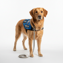 Load image into Gallery viewer, Service Dog Training Helpline ** NEW SERVICE **