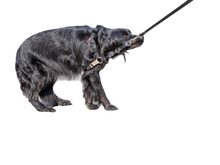 Load image into Gallery viewer, Reframing Reactivity