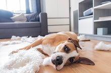 Load image into Gallery viewer, In-Home Behaviour Consultation
