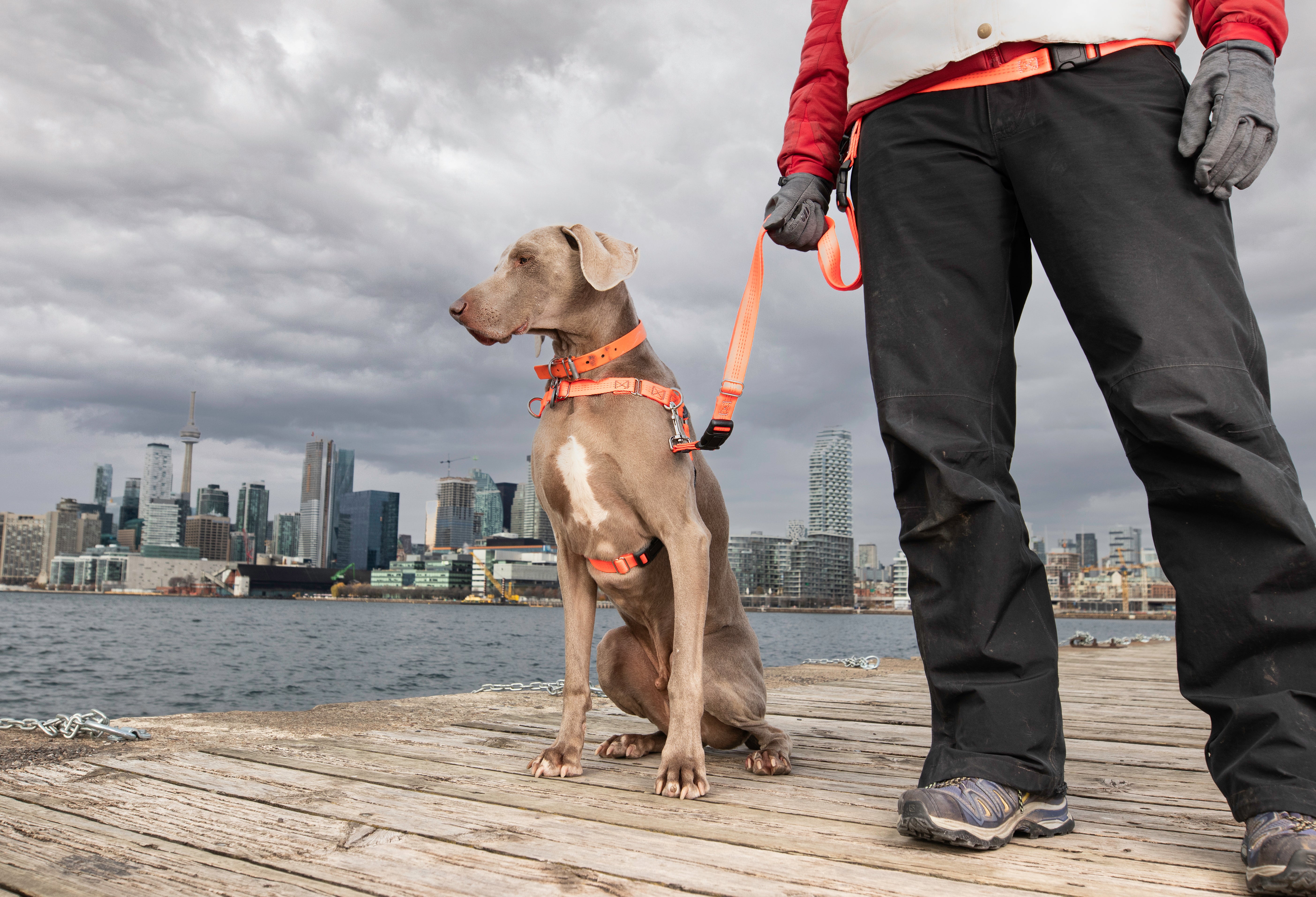 Jwalker dog outlet harness