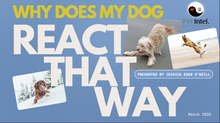 Load image into Gallery viewer, Understanding Your Dog’s Social Style &amp; Navigating Dog-to-Dog Interactions
