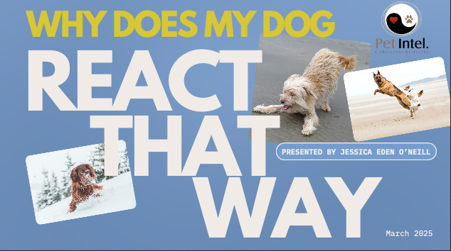 Understanding Your Dog’s Social Style & Navigating Dog-to-Dog Interactions
