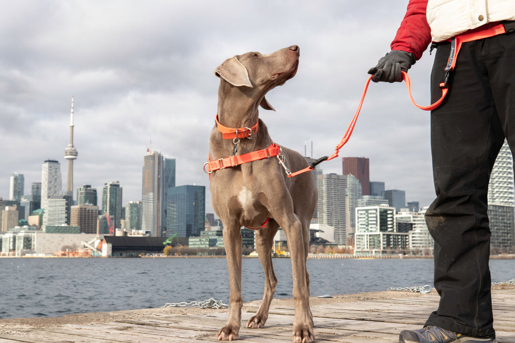 Leash Walk Like a Pro – Pet