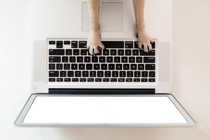 Virtual Behaviour Consultation – Pet Intel.ca